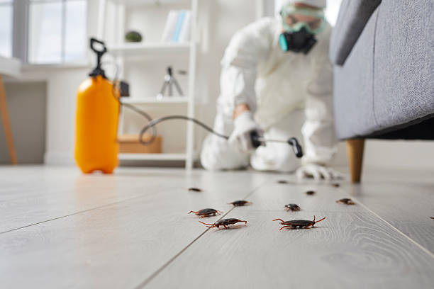 Commercial Rodent Management in Cutler Bay